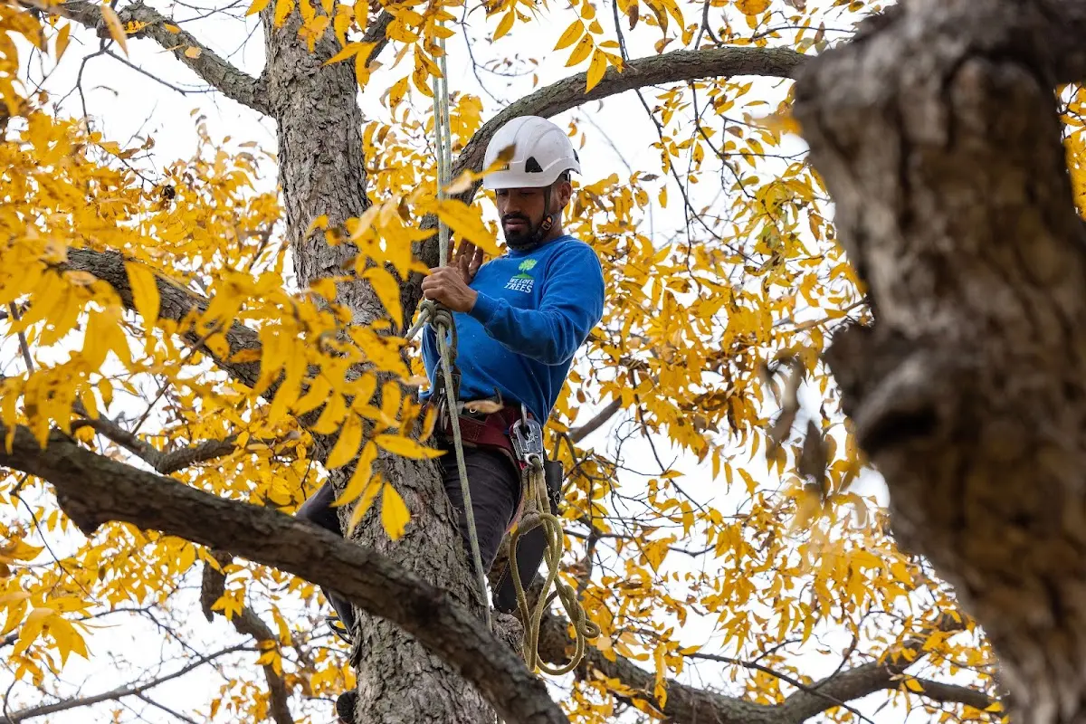 Skilled Tree Trimming crew working in Westphalia
